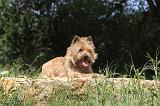 CAIRN TERRIER 132